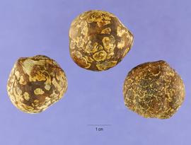   Seeds:   Aleurites moluccanus ; Photo by S. Hurst, USDA-NRCS Plants Database
